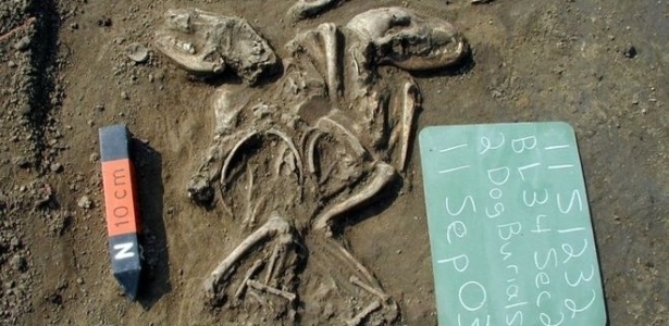 os-caes-ancestrais-americanos-podem-ter-sido-extintos-por-pestes-trazidas-por-europeus-com-seus-cachorros-1530890077143_615x300.jpg