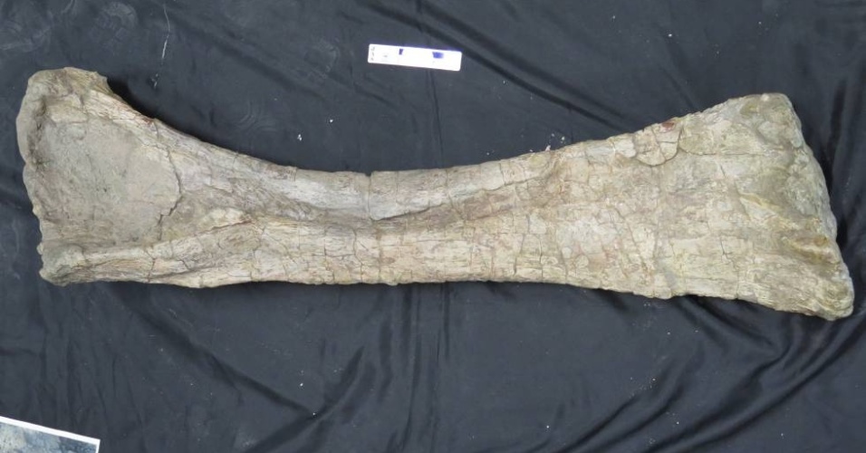 umero-do-dinossauro-soriatitan-golmayensis-da-familia-dos-braquiossauros-foi-encontrado-por-paleontologos-espanhois-1505142749973_956x500.jpg