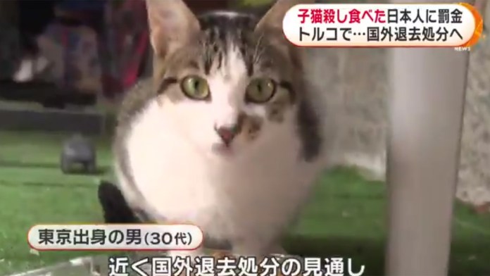 Japonês deportado da Turquia por comer 5 gatos