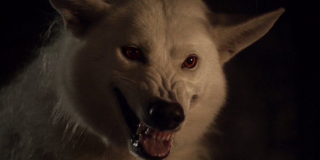 Ghost-Dire-Wolf-Game-of-Thrones-1068x534.jpg