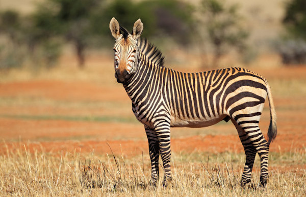 equus-zebra.jpg
