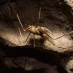 Dolichopoda balrogi: O novo grilo inspirado no Balrog de O Senhor dos Anéis